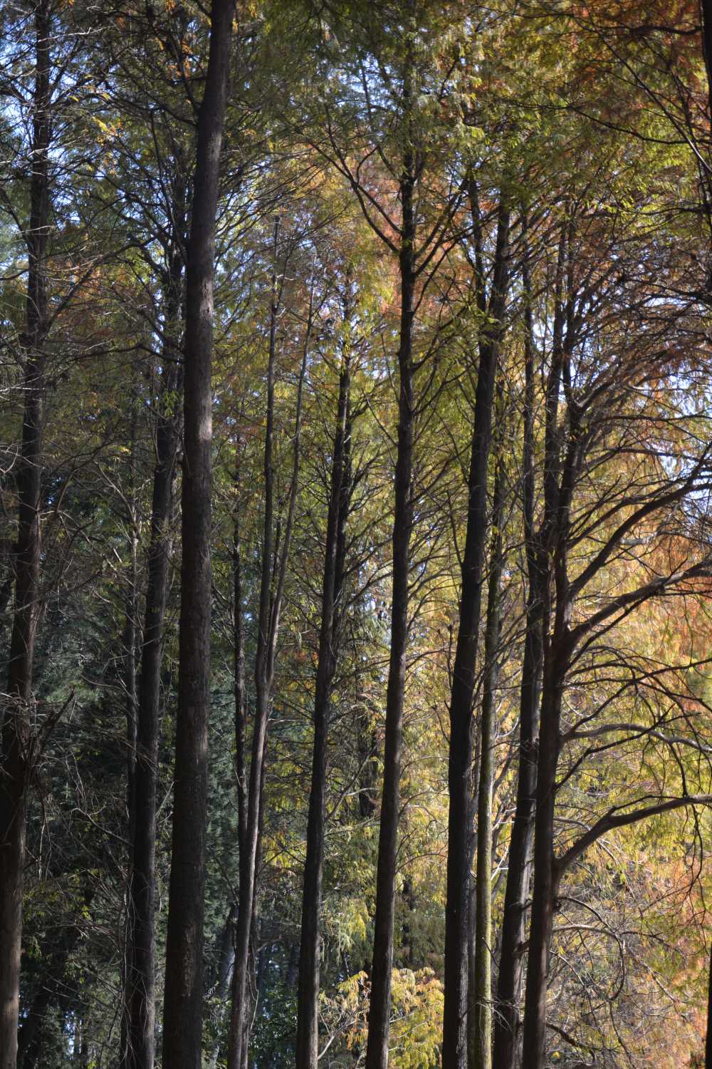 落羽杉，秋天，森林，林下空间，秋季