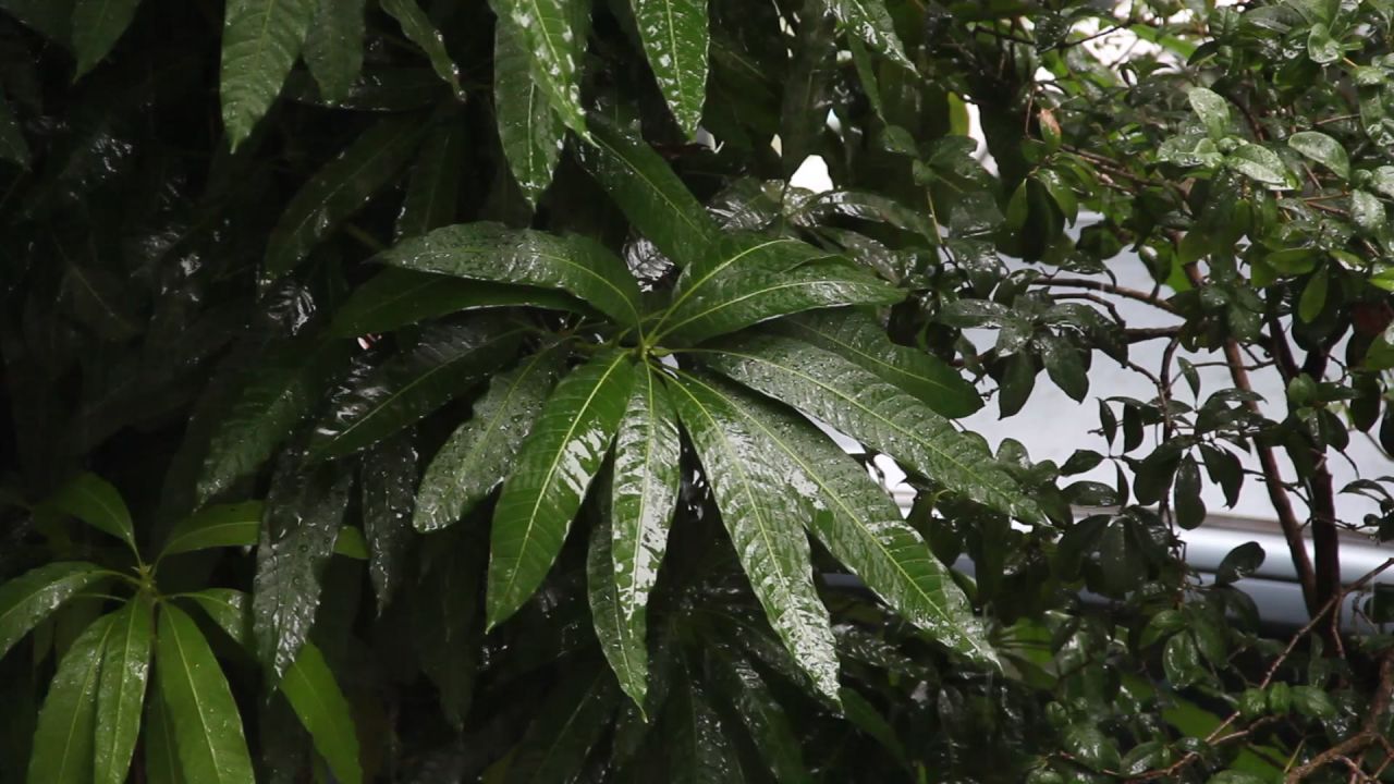 大雨中的芒果树绿叶像手掌