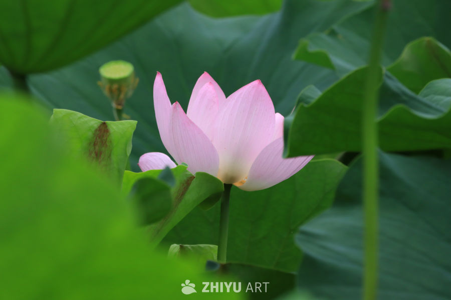 荷花 75