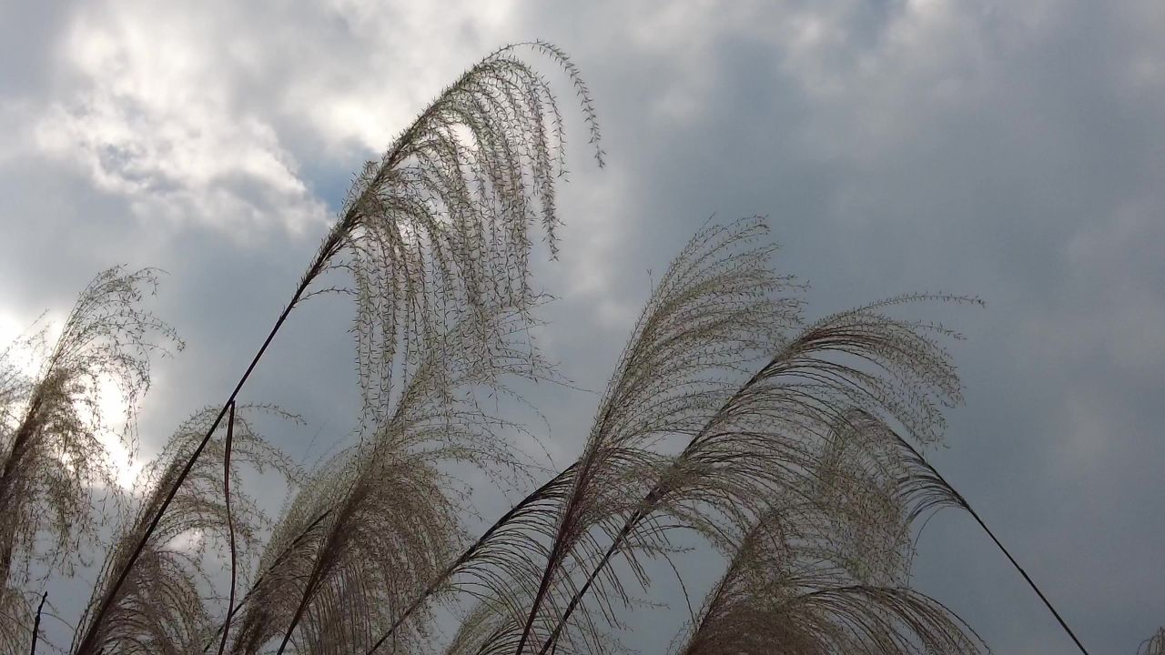 枯萎芦苇植物实拍 