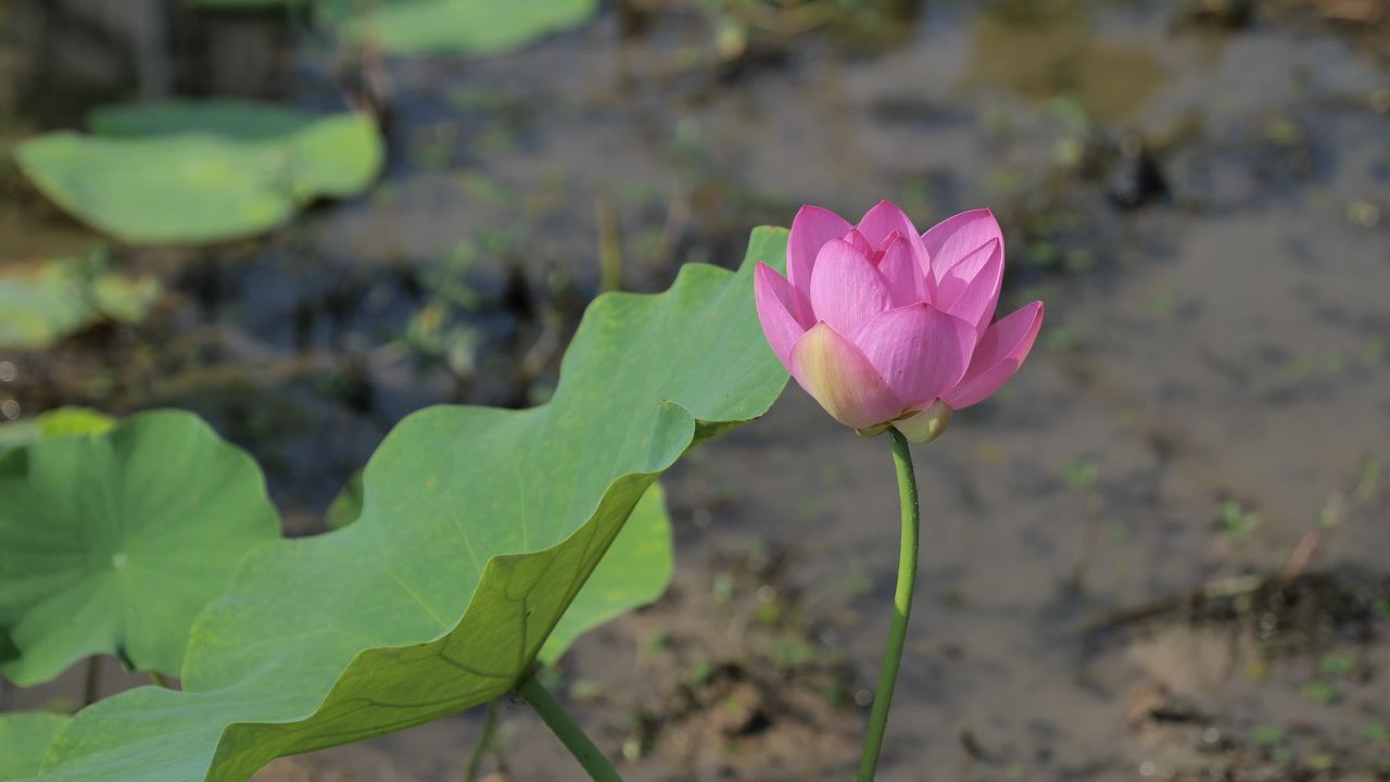 荷花（二） 30