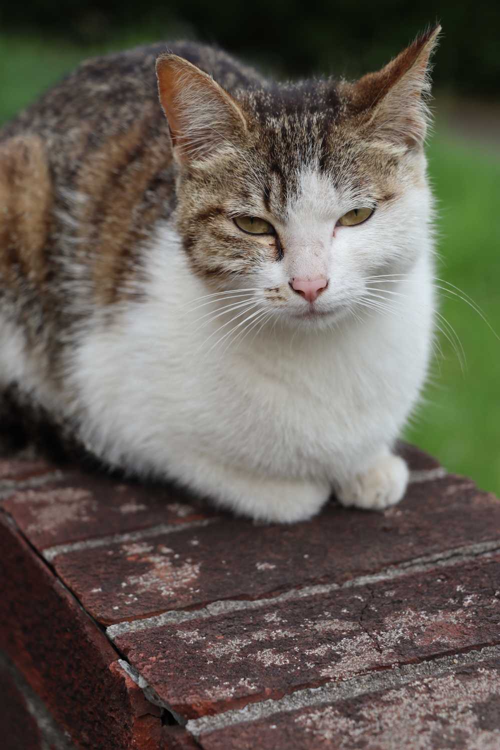 校园之内享受午后美好时光的猫咪
