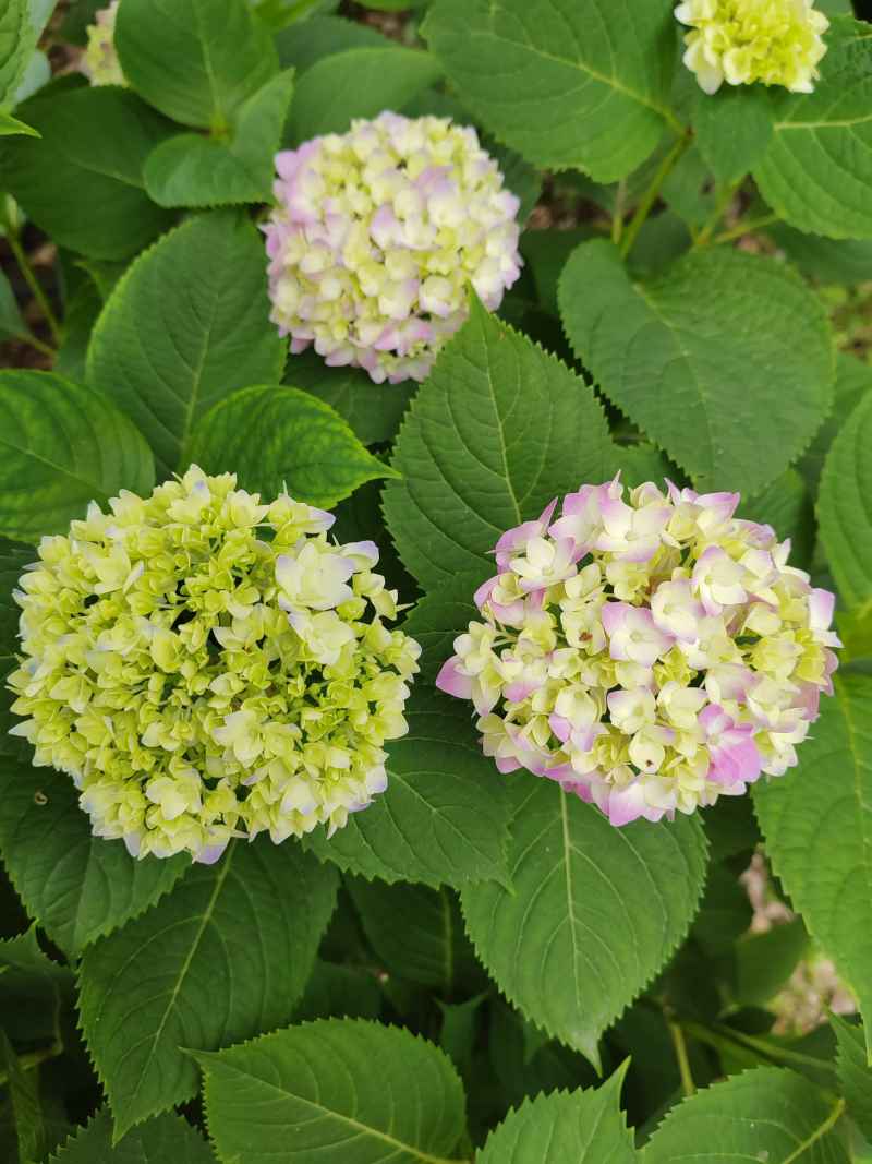 绣球花
