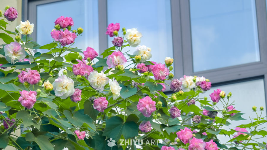 色彩斑斓的芙蓉花