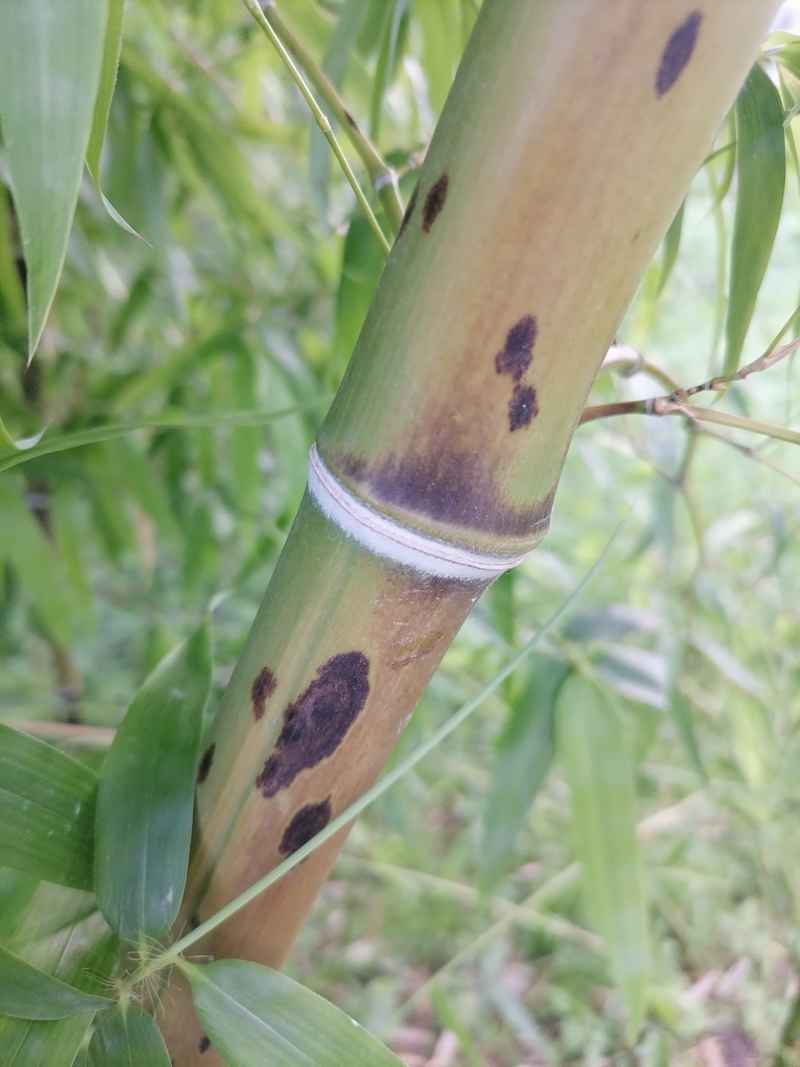 斑竹，又名湘妃竹