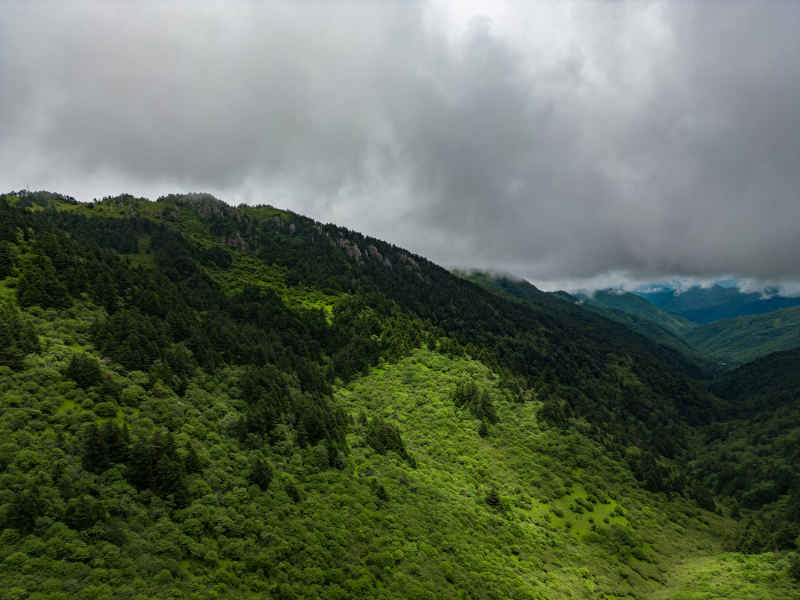 祖国青山森林树林云雾航拍摄影图