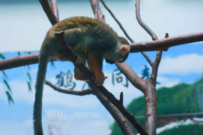 动物园的猴子系列 9
