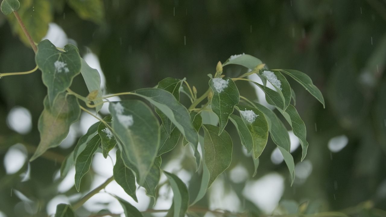 下雪慢镜头升格4K实拍空镜
