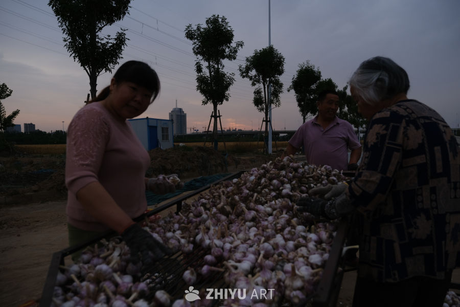 夕阳下的农忙