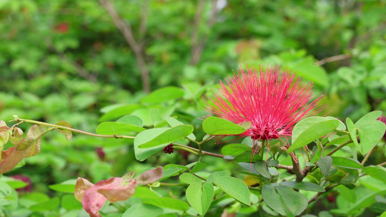 4K红粉扑花2
