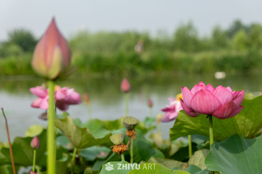 荷花 109