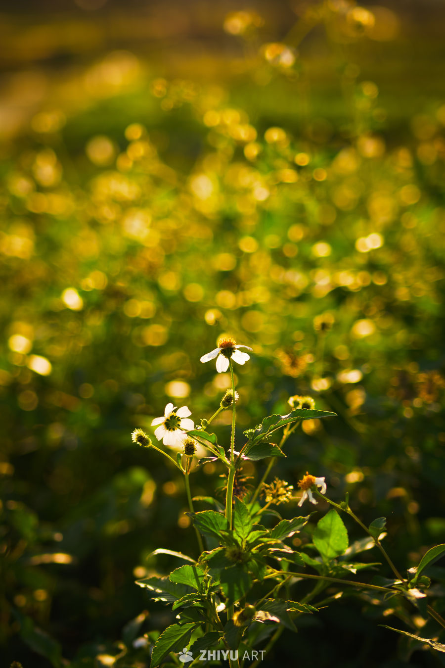 阳光下的野花微距
