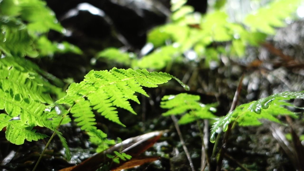 下雨天植物