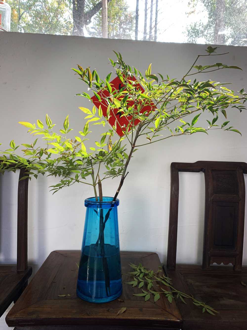 南天竹