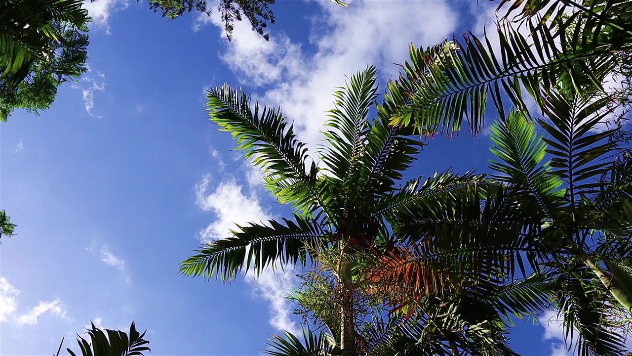 棕榈树蓝色的天空
