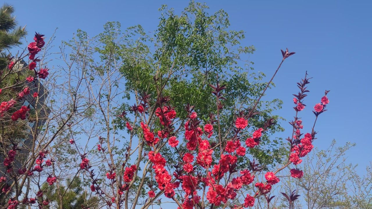 春天 花已开 26