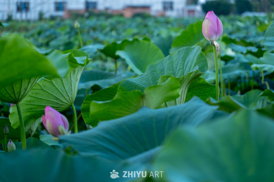 荷花 7