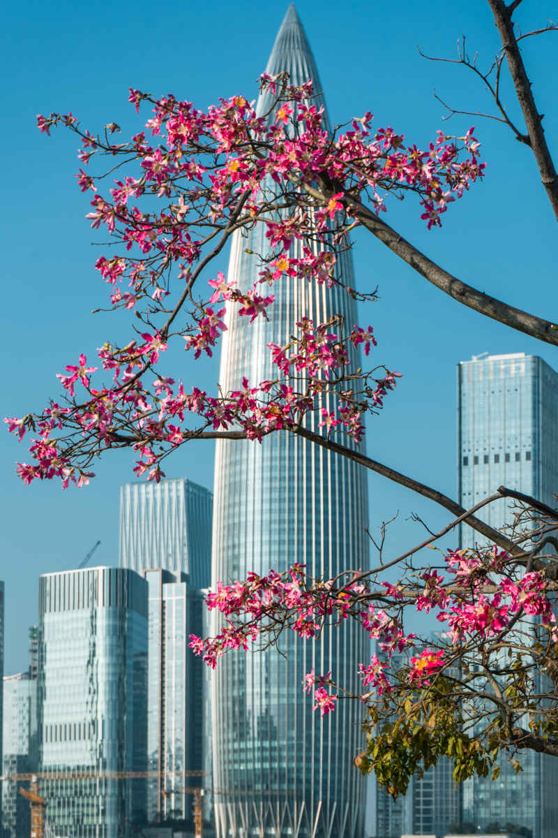 深圳湾公园