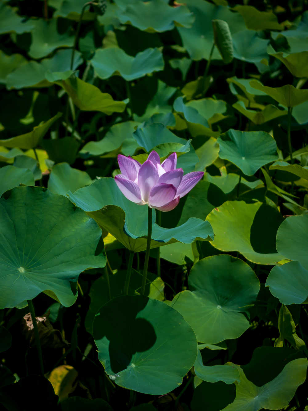 荷