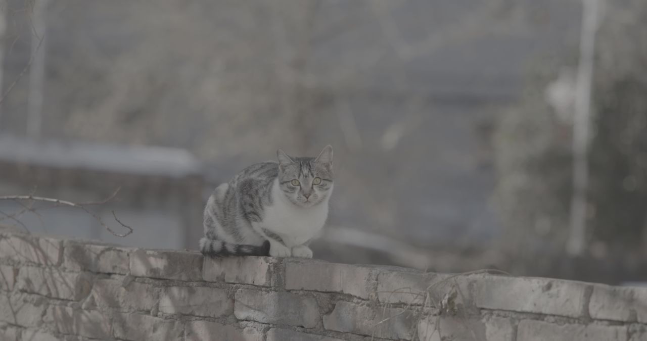 A_0004C437X251214_102518Q4_CANON