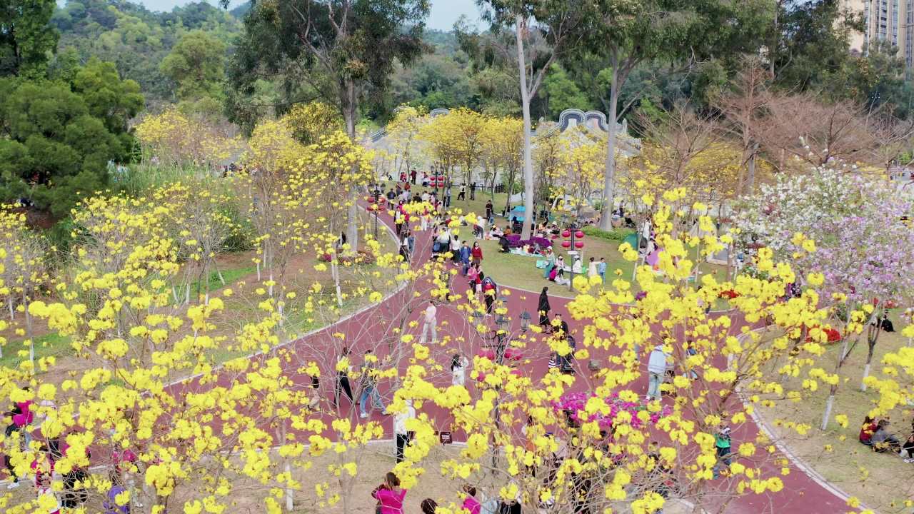 珠海市民赏香山湖公园黄花风铃花木景观 五