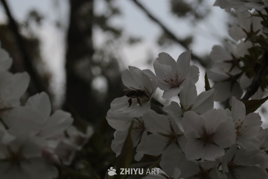 樱花与蜜蜂的和谐共舞