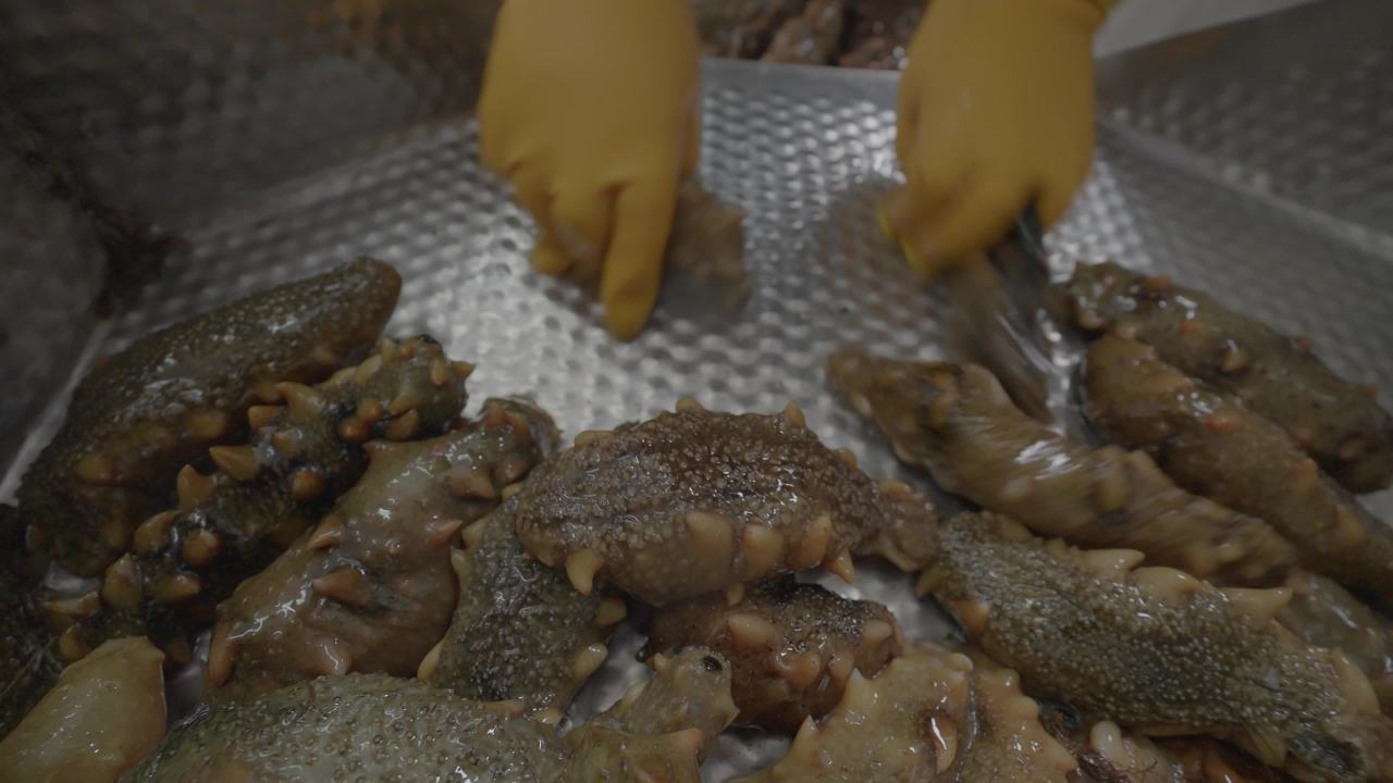 海参加工流水线作业