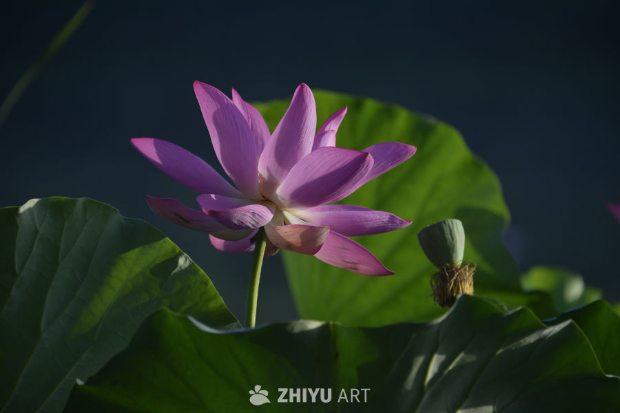 静谧的莲花