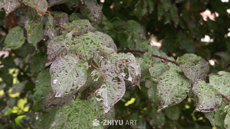 雨后绿叶
