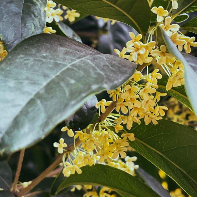 桂花树