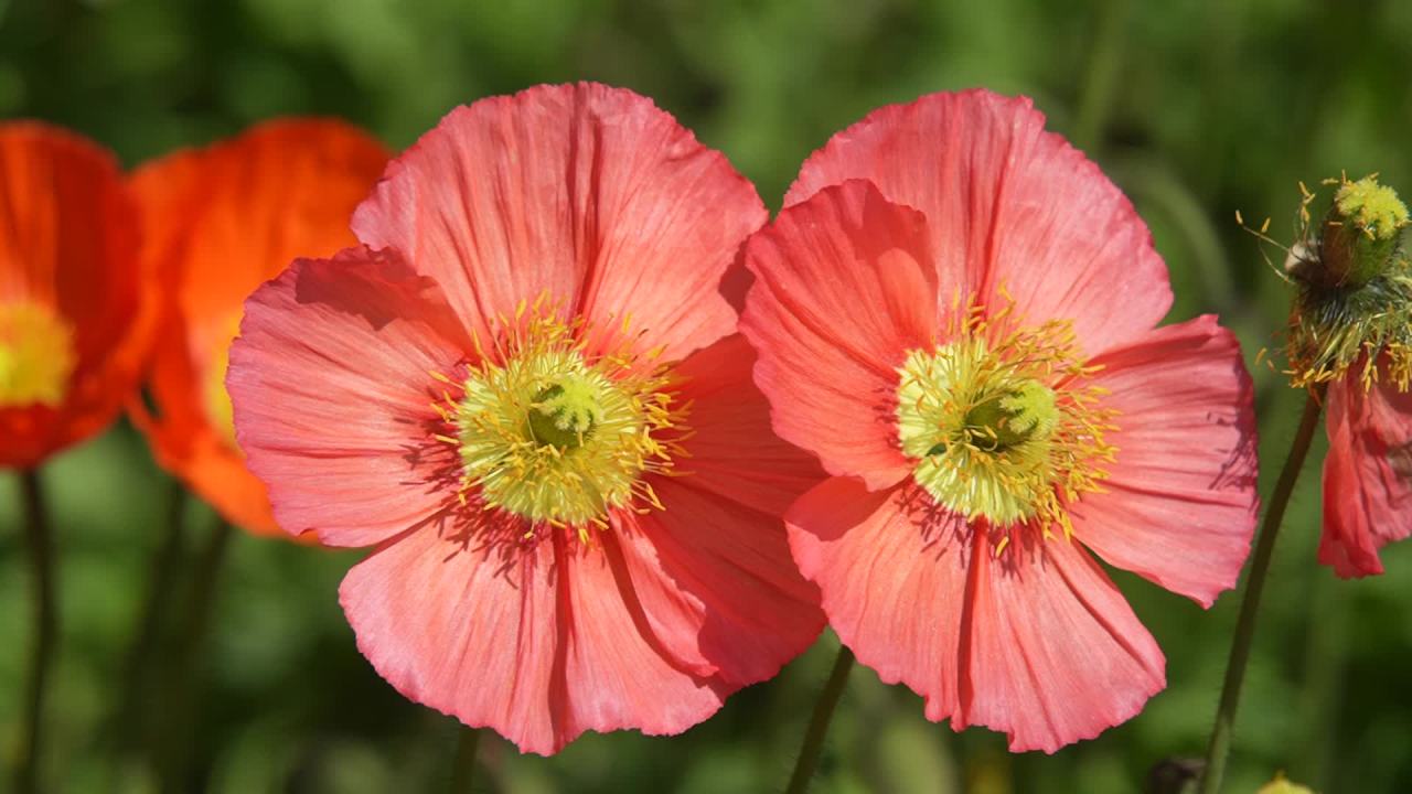 春花烂漫时 人从旁边过 5