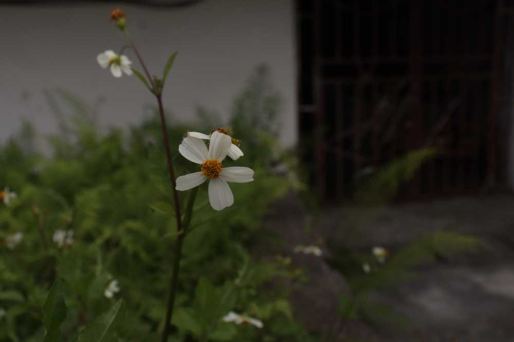 婆婆针草