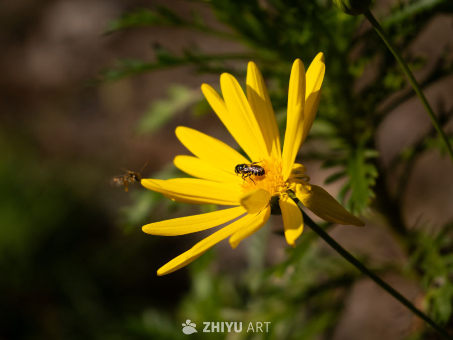 蜜蜂采蜜：一朵黄花的特写