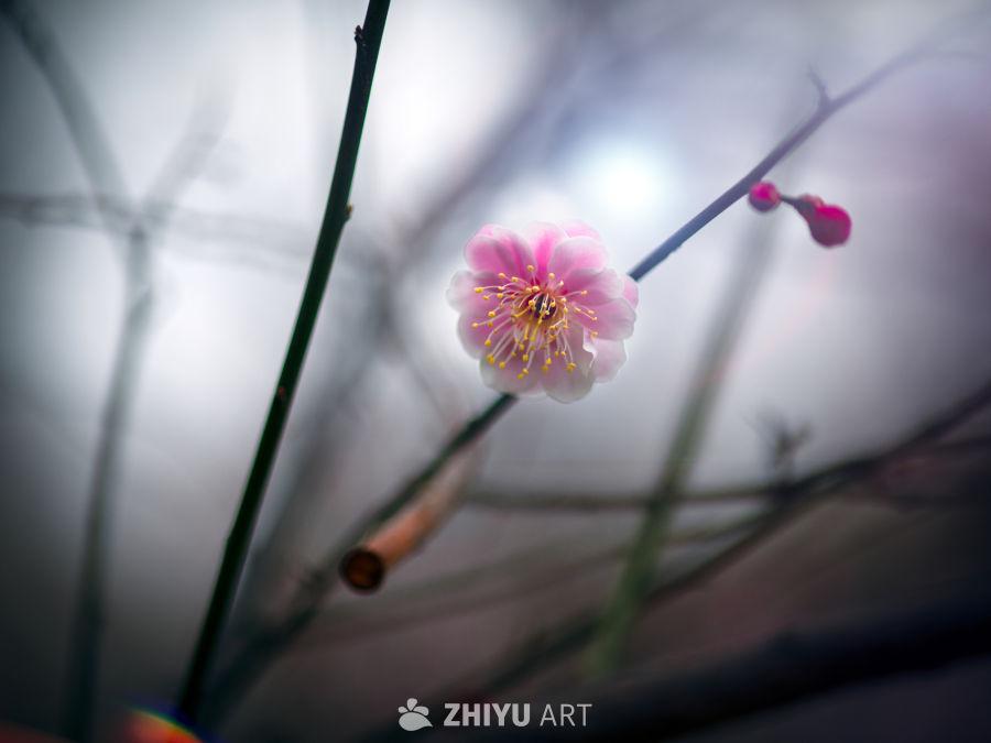 梅花 1