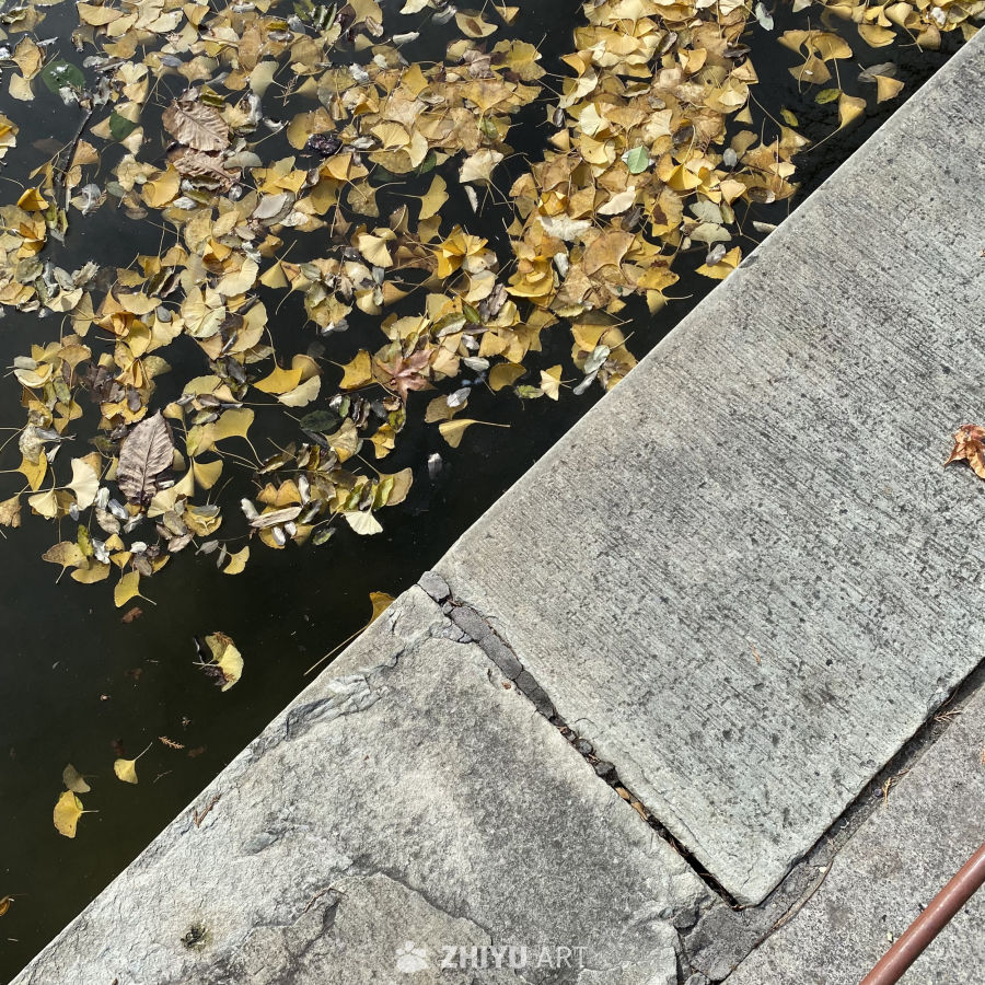 秋日池塘落叶景