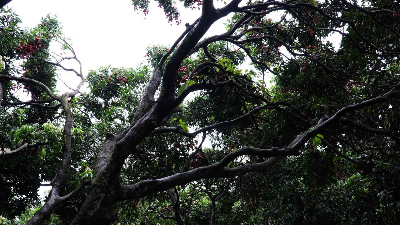 深圳南山特产-南山荔枝 荔枝树