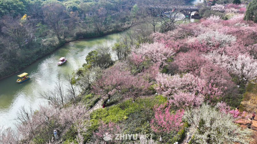 盛开的梅花  大美自然风景 2