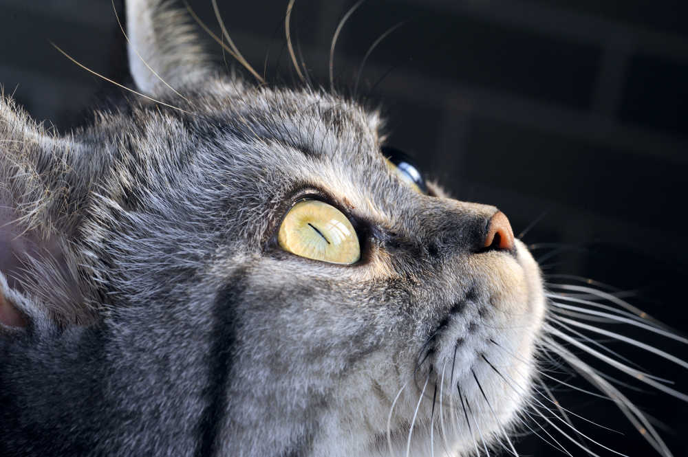 猫眼