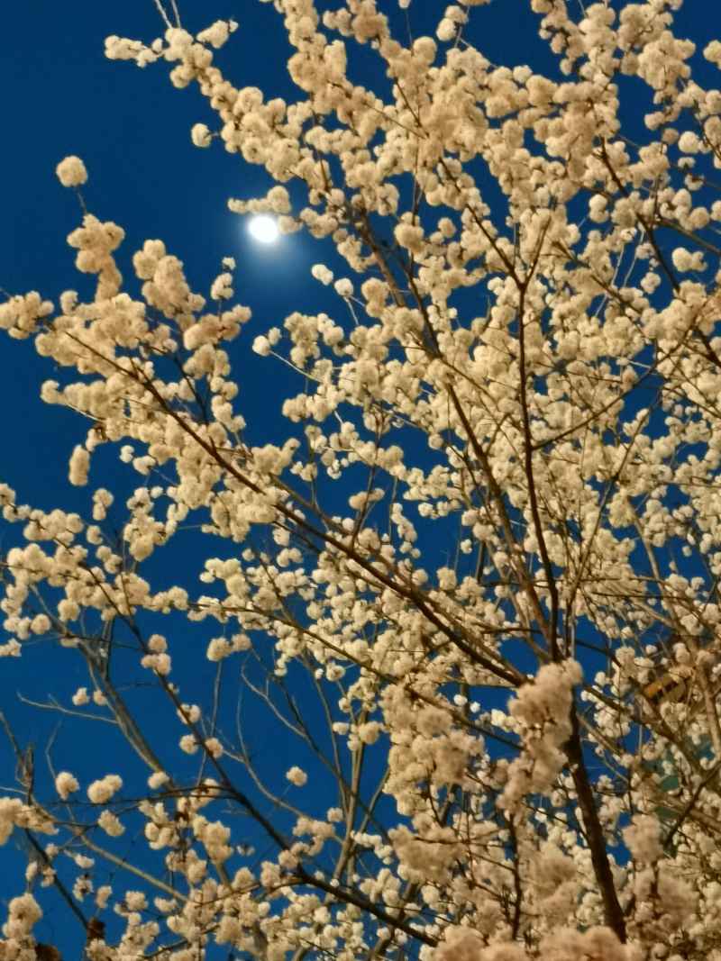 夜花