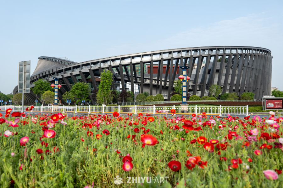 月季花 22
