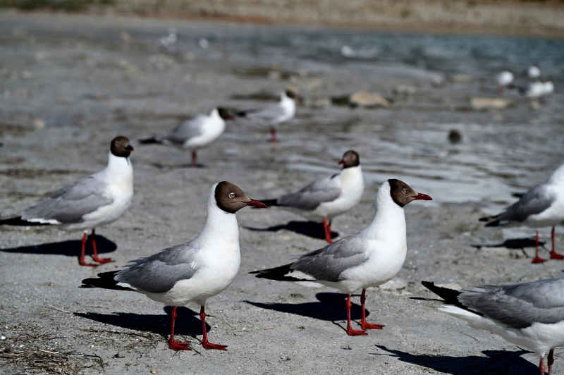 西藏羊卓雍措湖边站立的黑面海鸥群