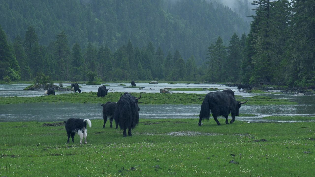 下雨天林芝新措河边的牦牛