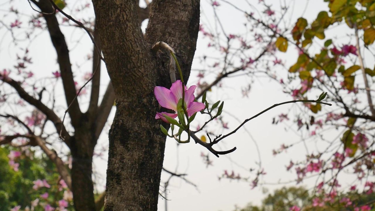 树杈枝上的羊蹄甲花