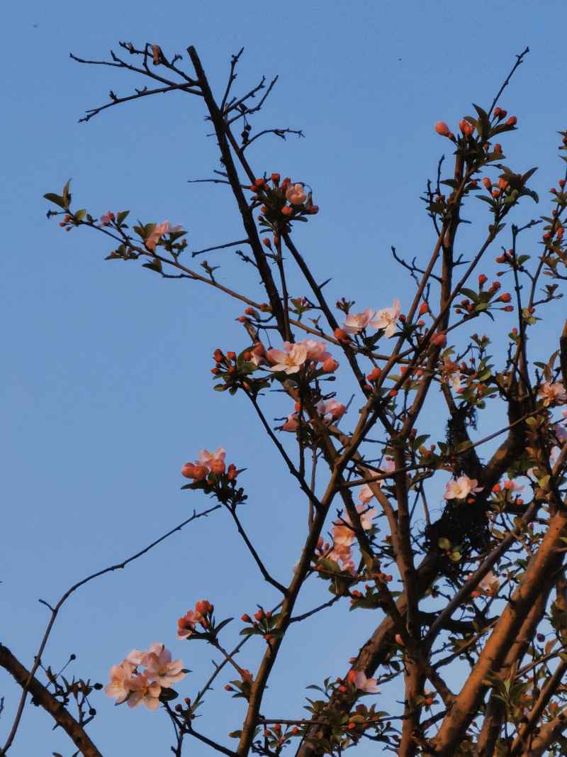 树
