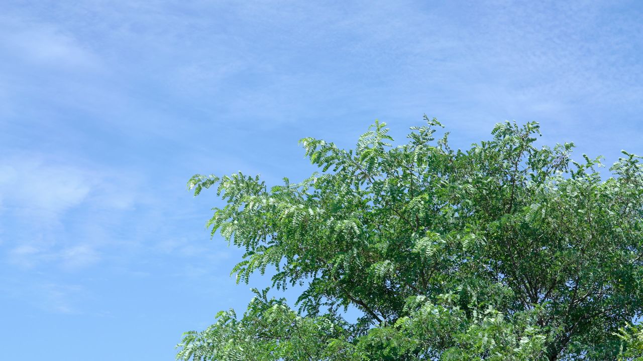 风吹动树叶情绪意境空境