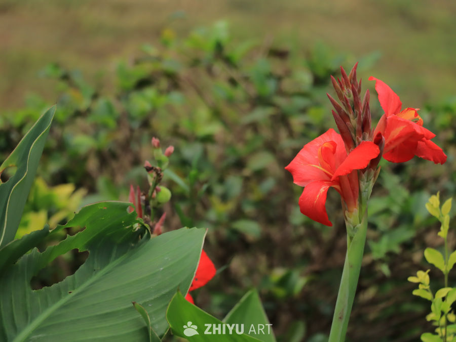 热带风情：红花绿叶的自然之美