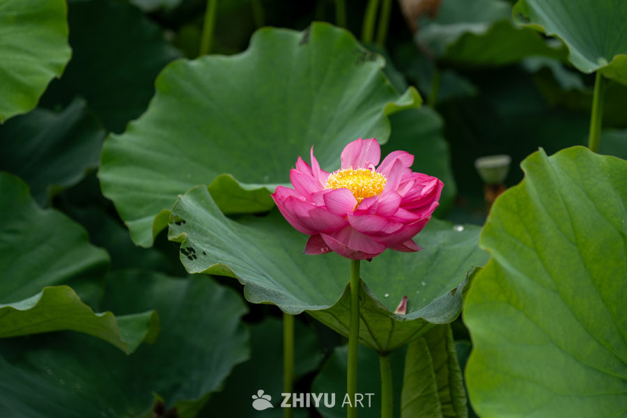 荷花 61