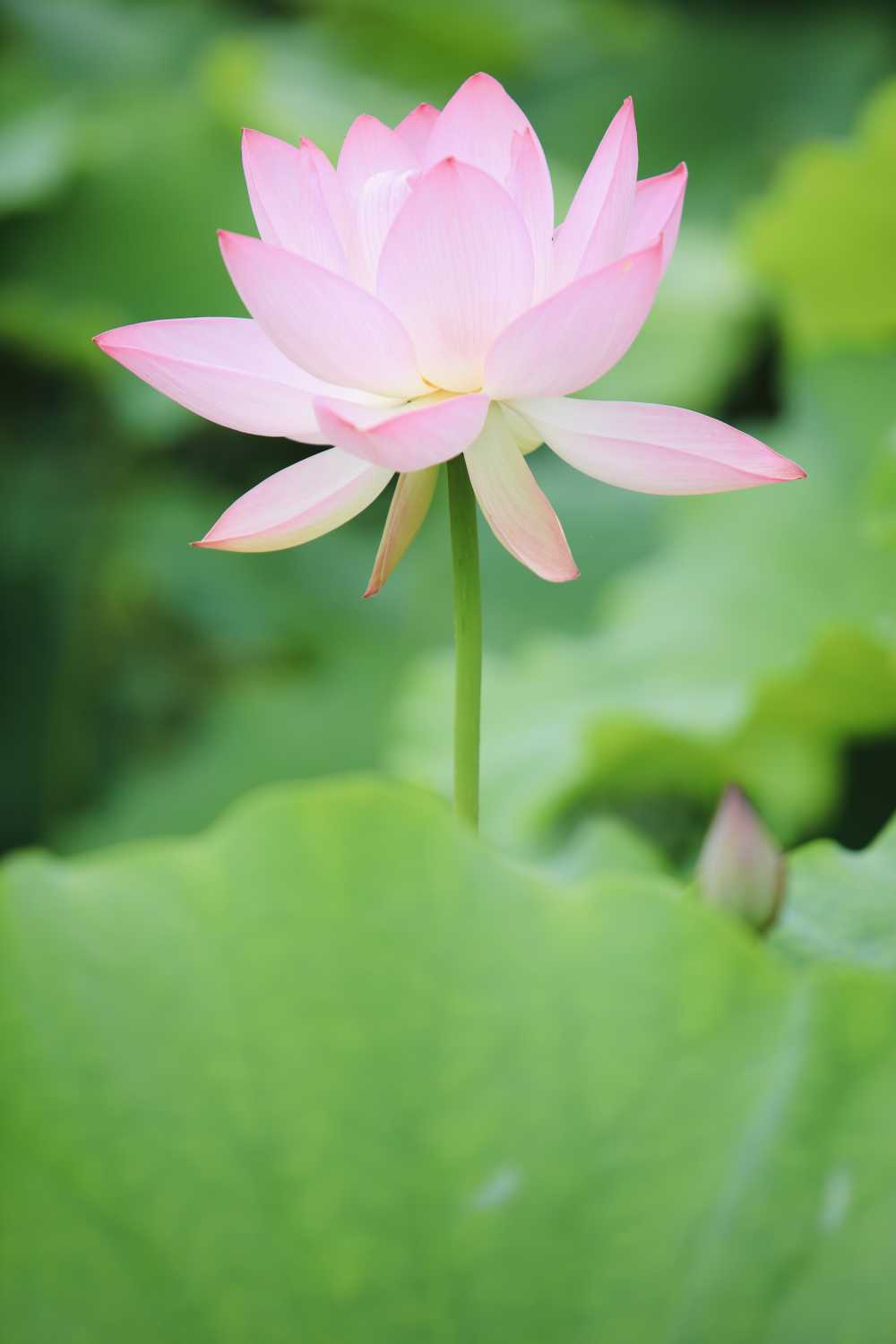 荷花荷叶池塘