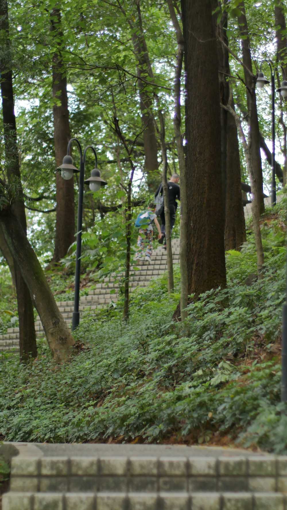 林间小路_登山