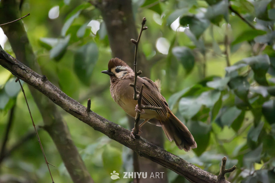 站在枝头的白颊噪鹛